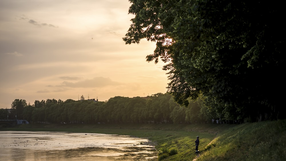 body of water near green trees