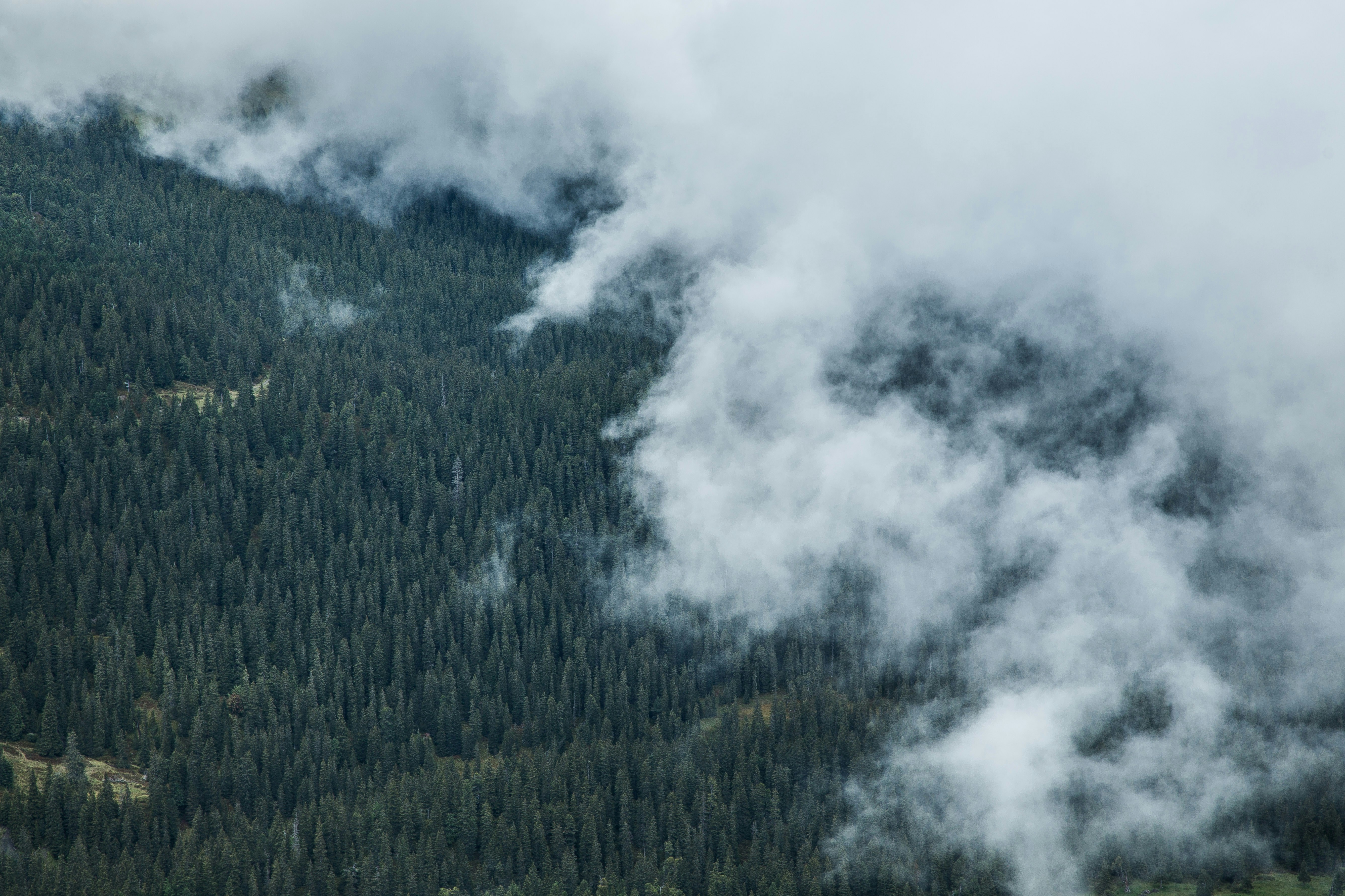 aerial view photography of foggy forest