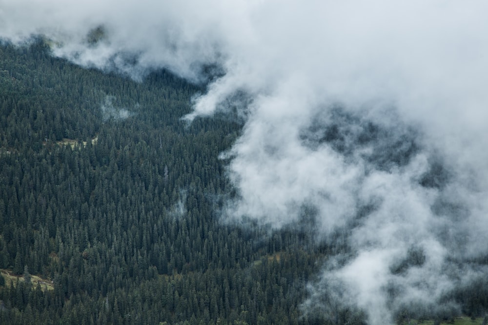 aerial view photography of foggy forest