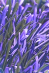 purple and green leaves