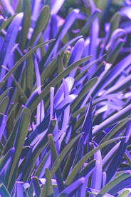 purple and green leaves