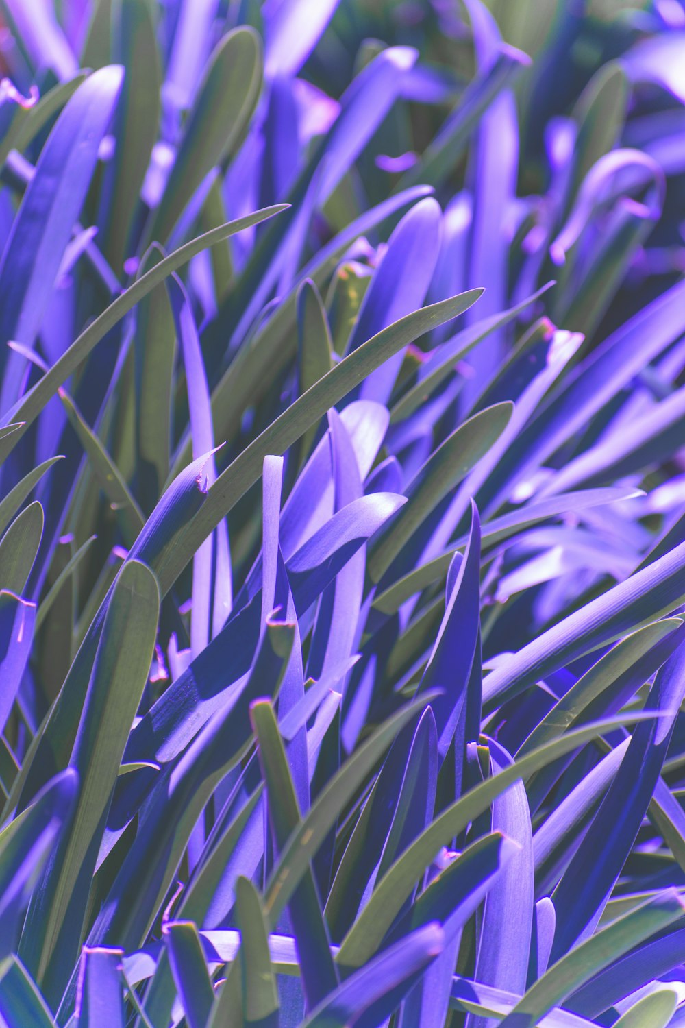 purple and green leaves