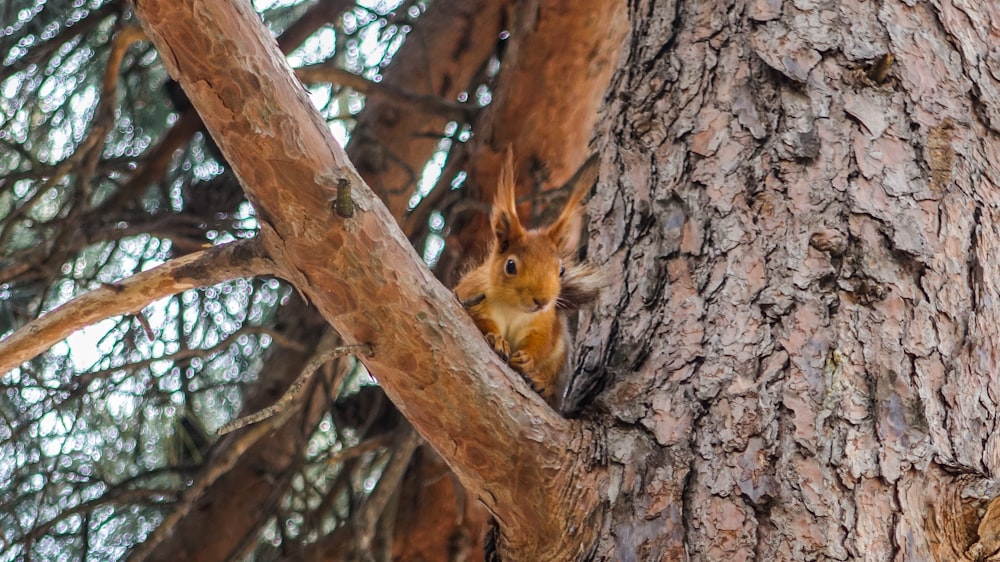 animal marrón en la rama de un árbol