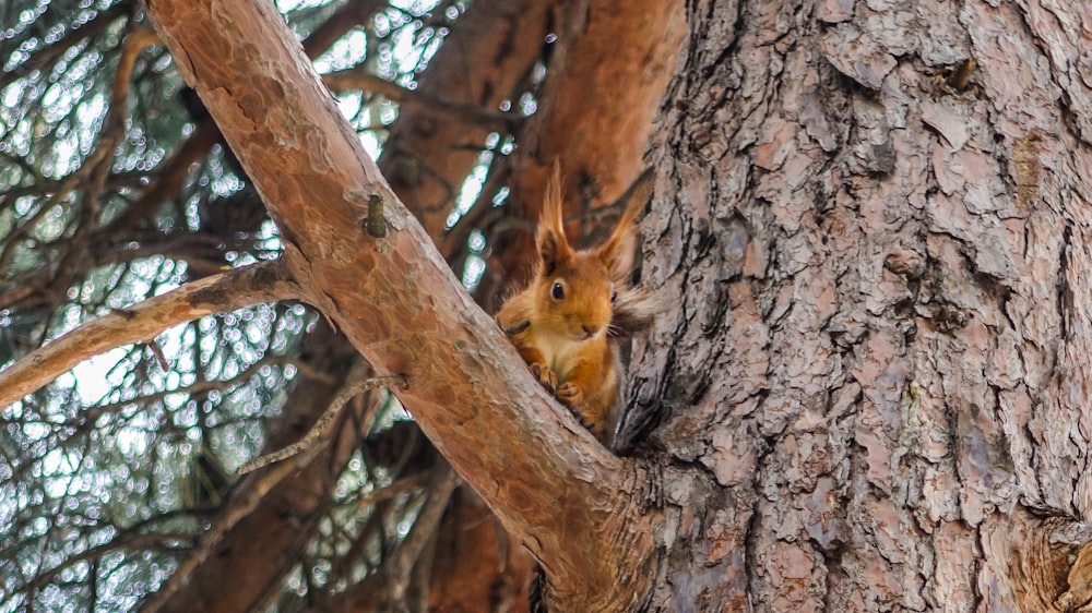 brown animal on tree branch