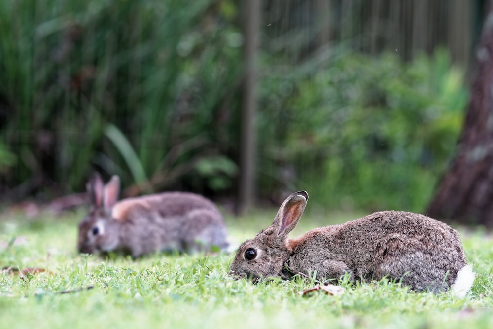 selective focus of brown rabbit on grass field