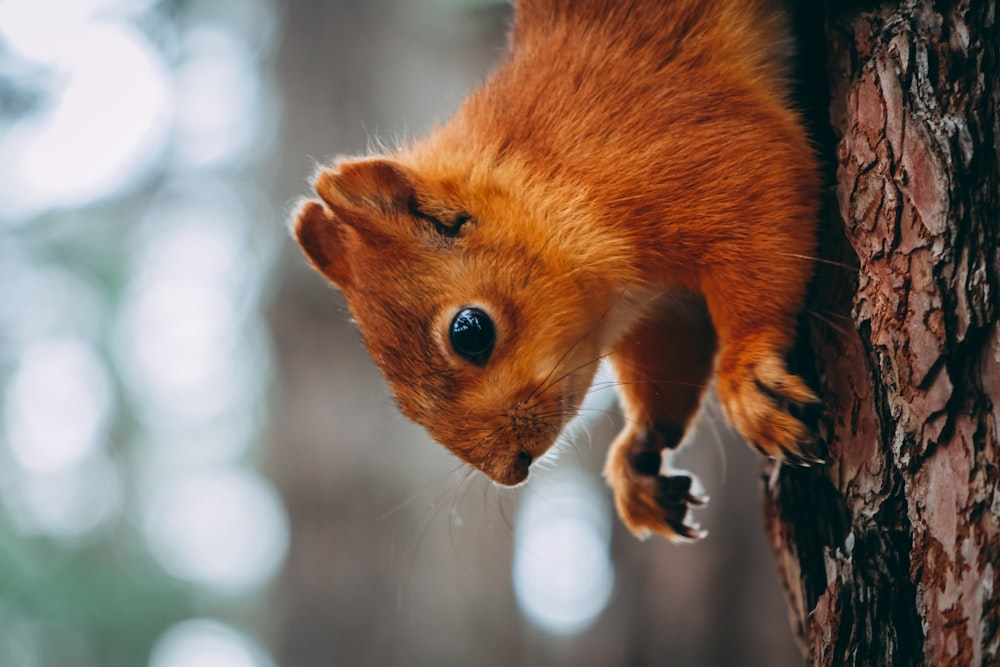 Eichhörnchen auf Baumstamm