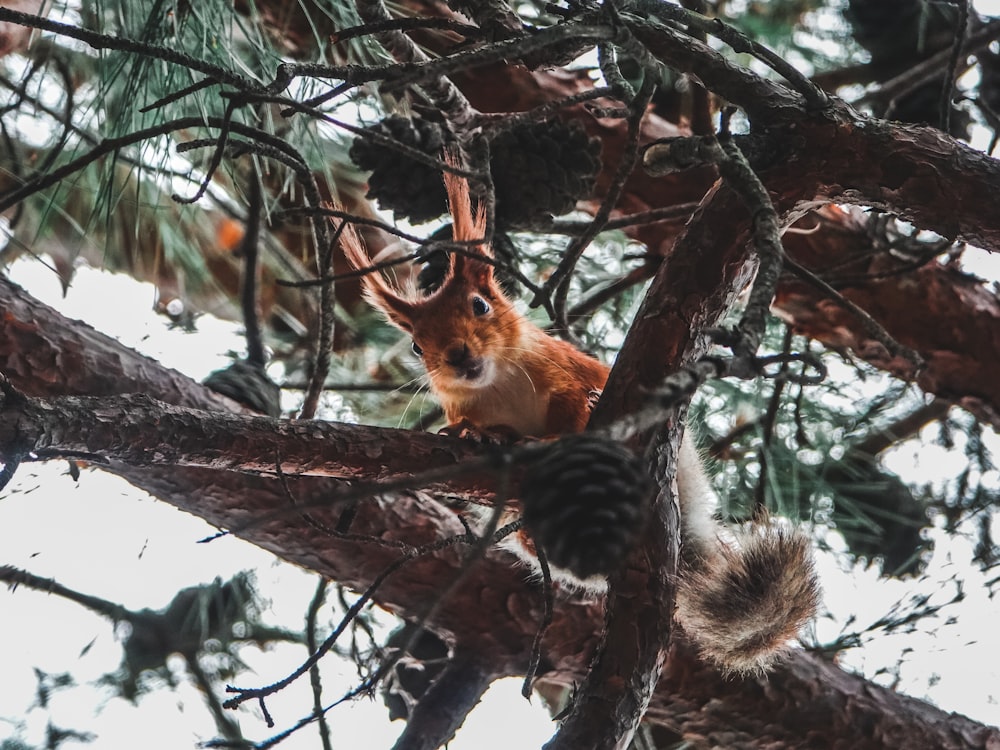 squirrel climbing on pine cone