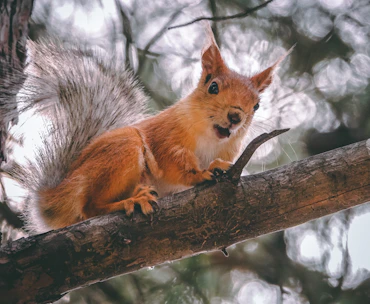 A playful squirrel character mid-jump over a twisting branch in a colorful forest.