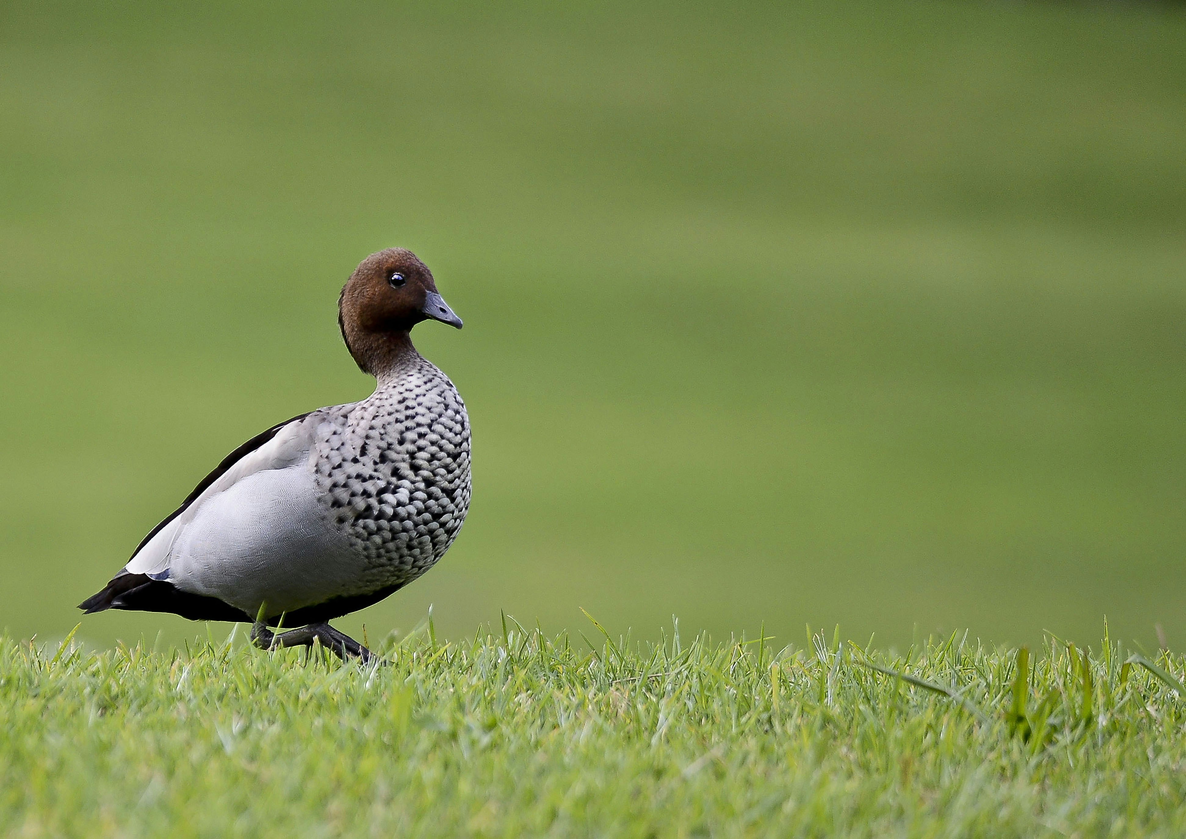 Définition de fiel Dictionnaire français