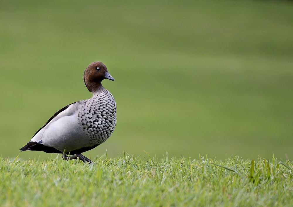 duck on grass field