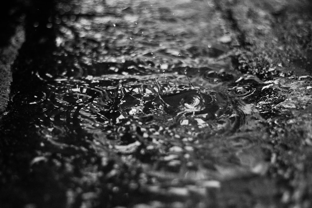 grayscale photo of a water dew