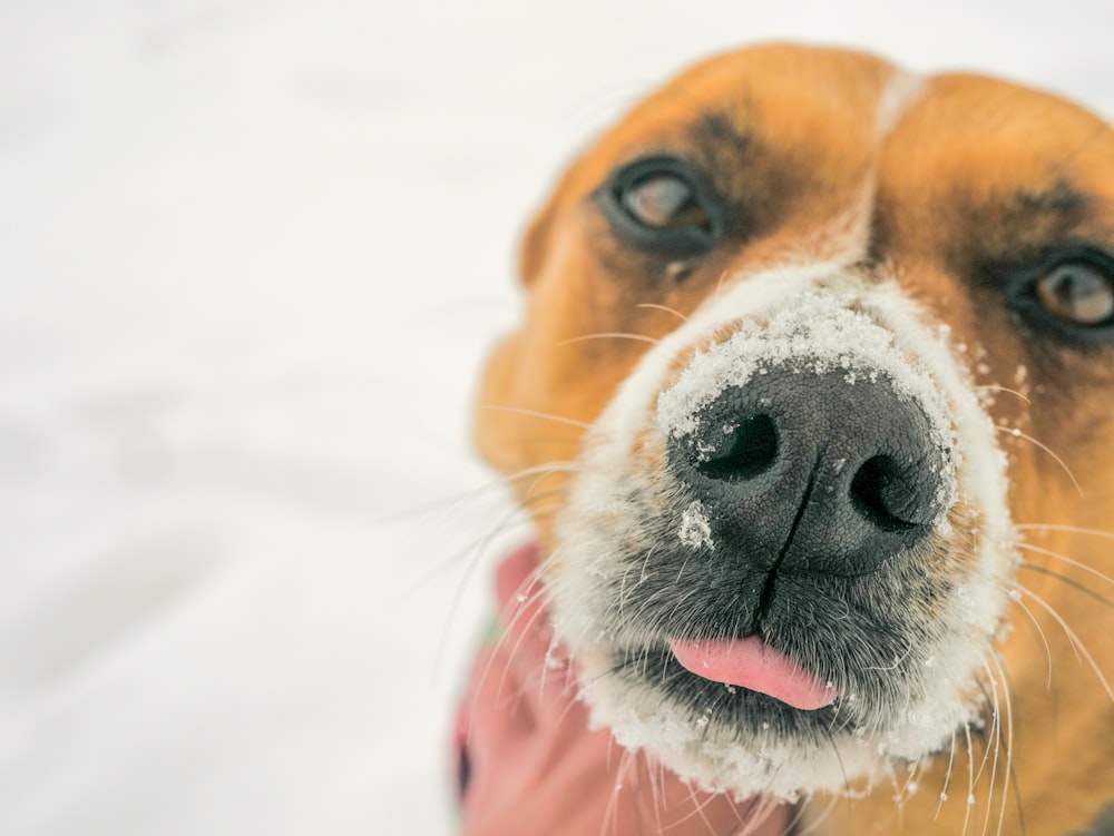 fotografía de enfoque selectivo de nariz de perro con nieve