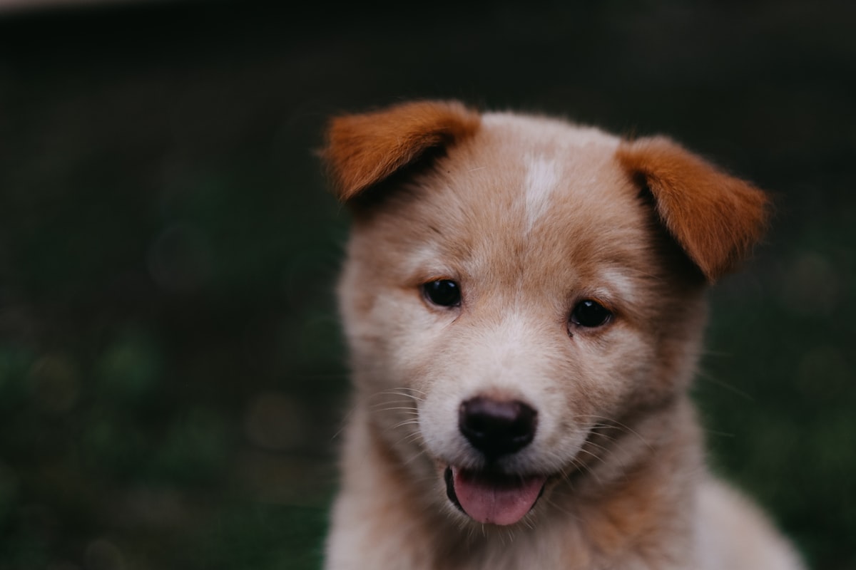 A happy dog out on a walk with its owner