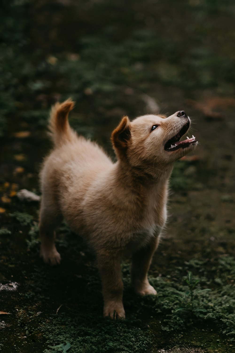 brown puppy standing on grass field while looking up