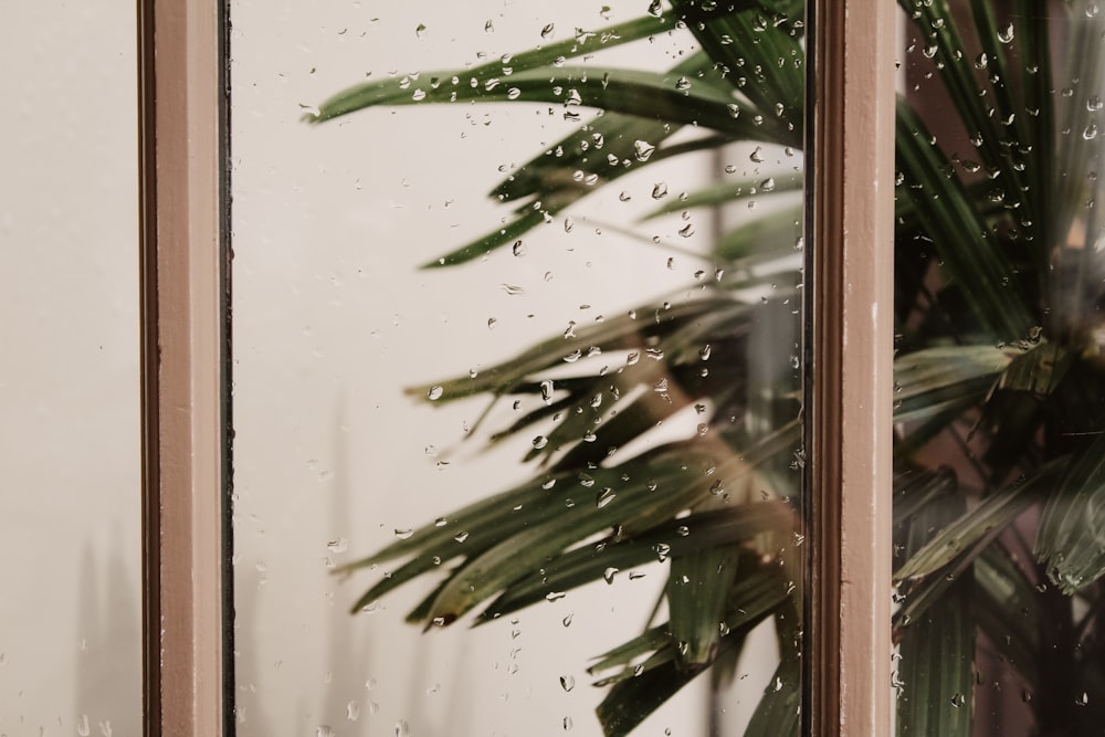 Una planta en maceta sentada junto a una ventana cubierta de lluvia