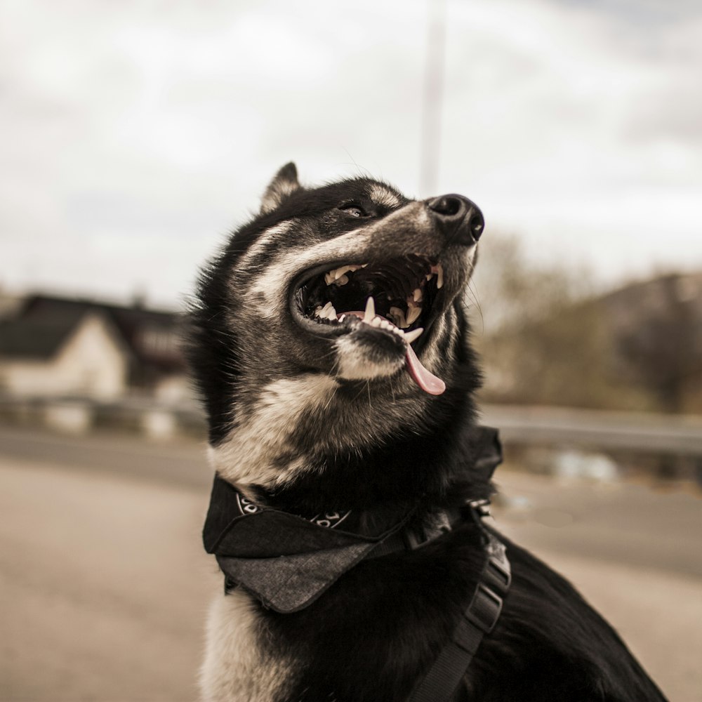 black and white dog focus photography