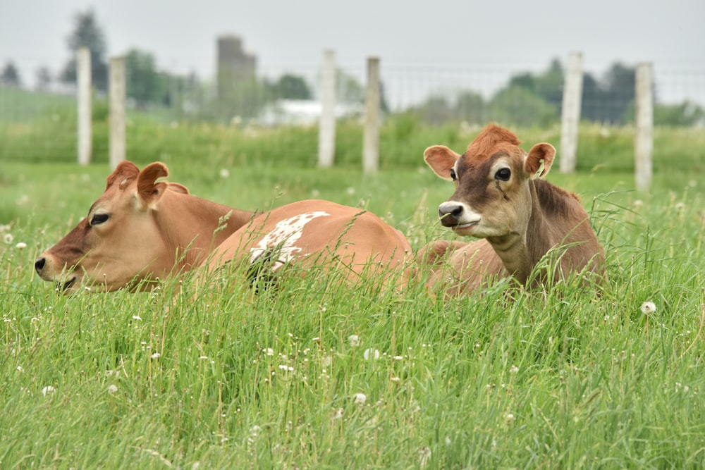 two brown cattles on green grass field during daytime