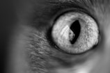 A close-up of an animal's eye, possibly a cat, with a vertical slit pupil. The reflection in the eye shows a patterned wall or window.