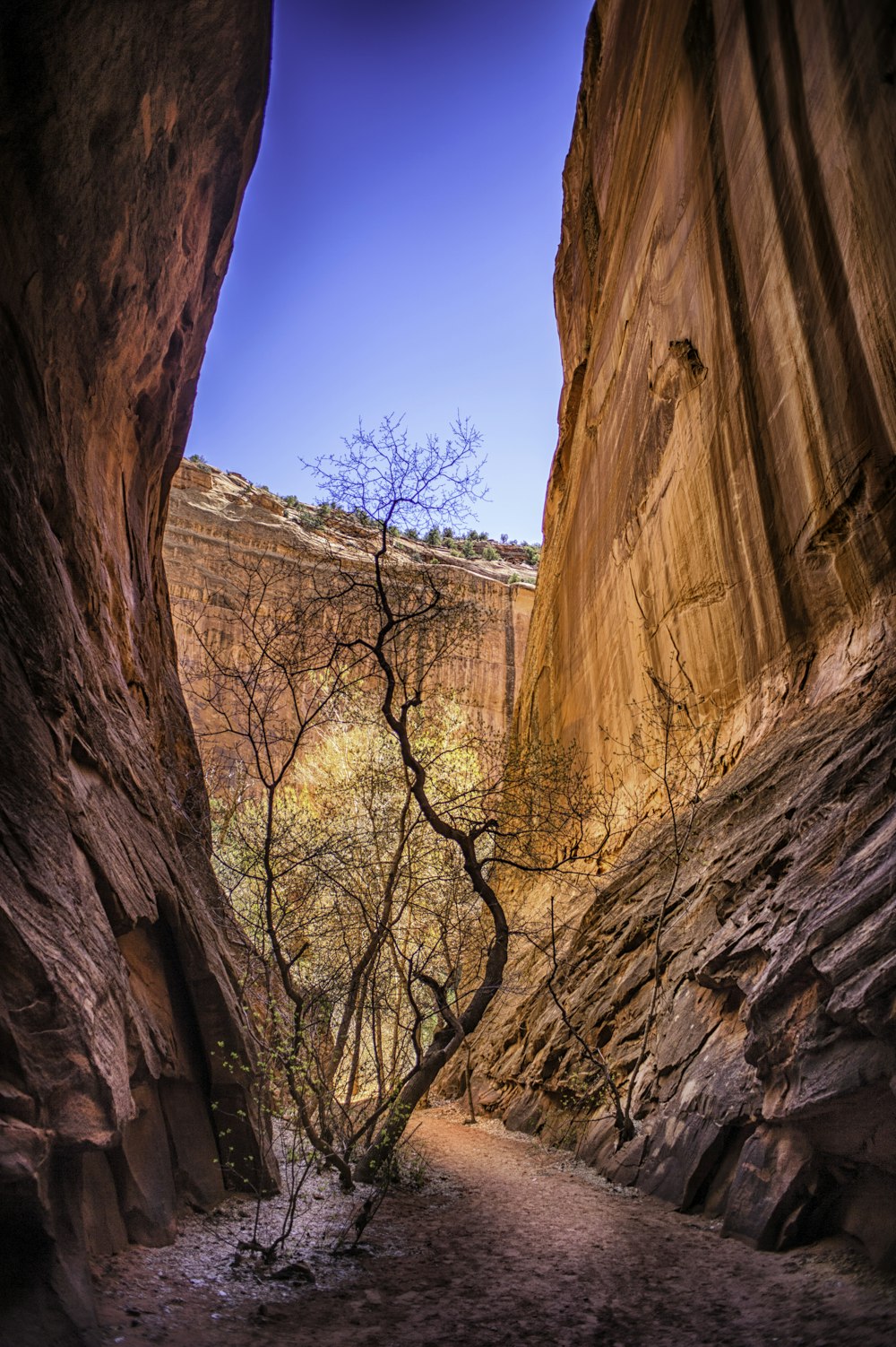 man's eye view of bald tree surrounded by mountain