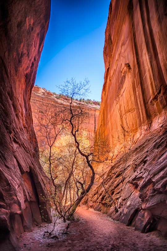 man's eye view of bald tree surrounded by mountain in Boulder United States