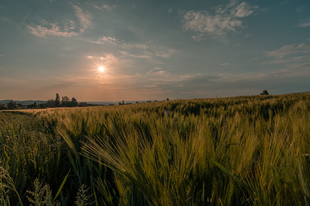 a field of grass with the sun in the background