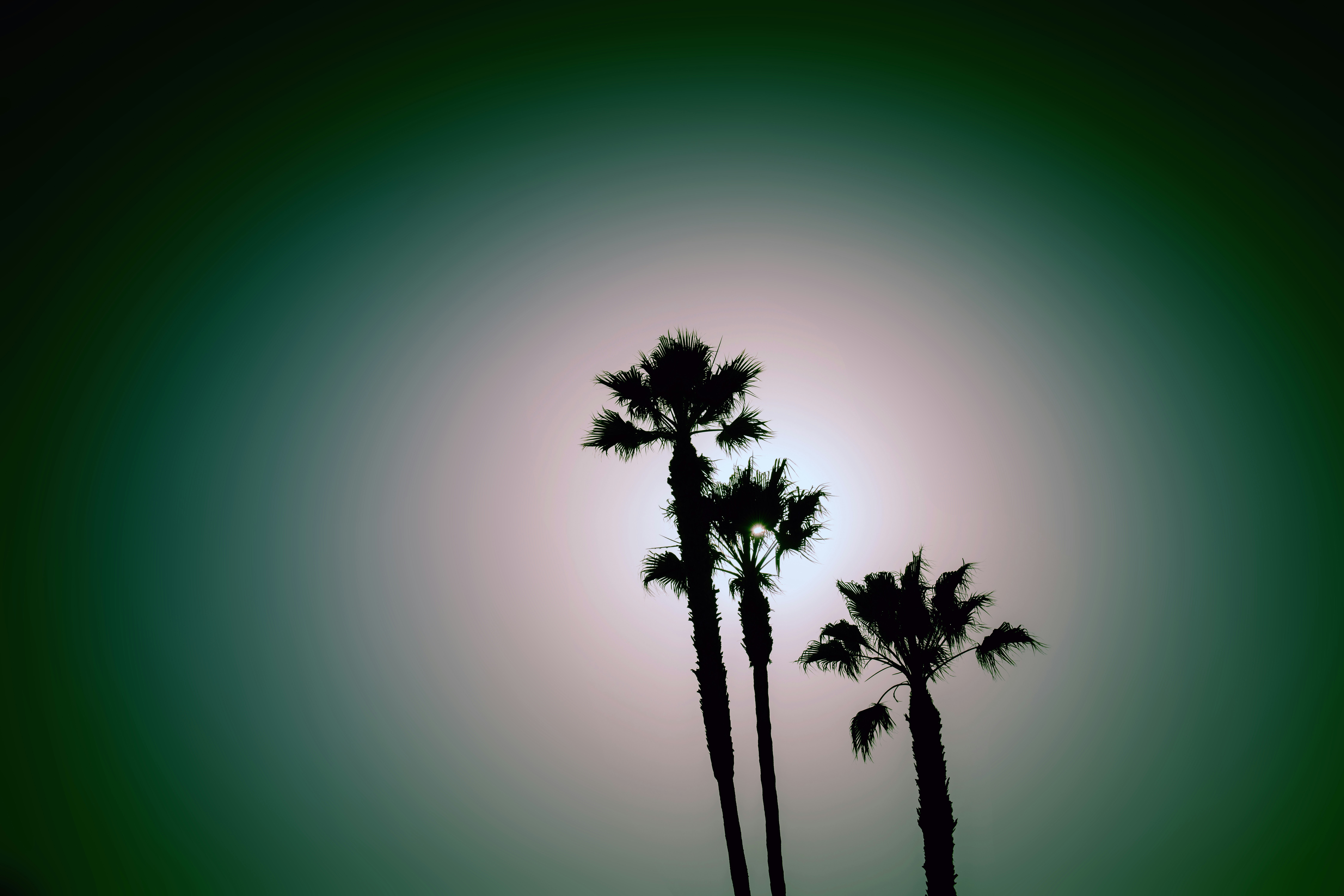 silhoutte of treeh palm trees