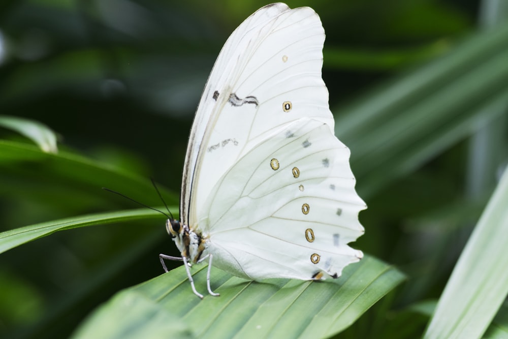 mariposa blanca en planta de hojas verdes