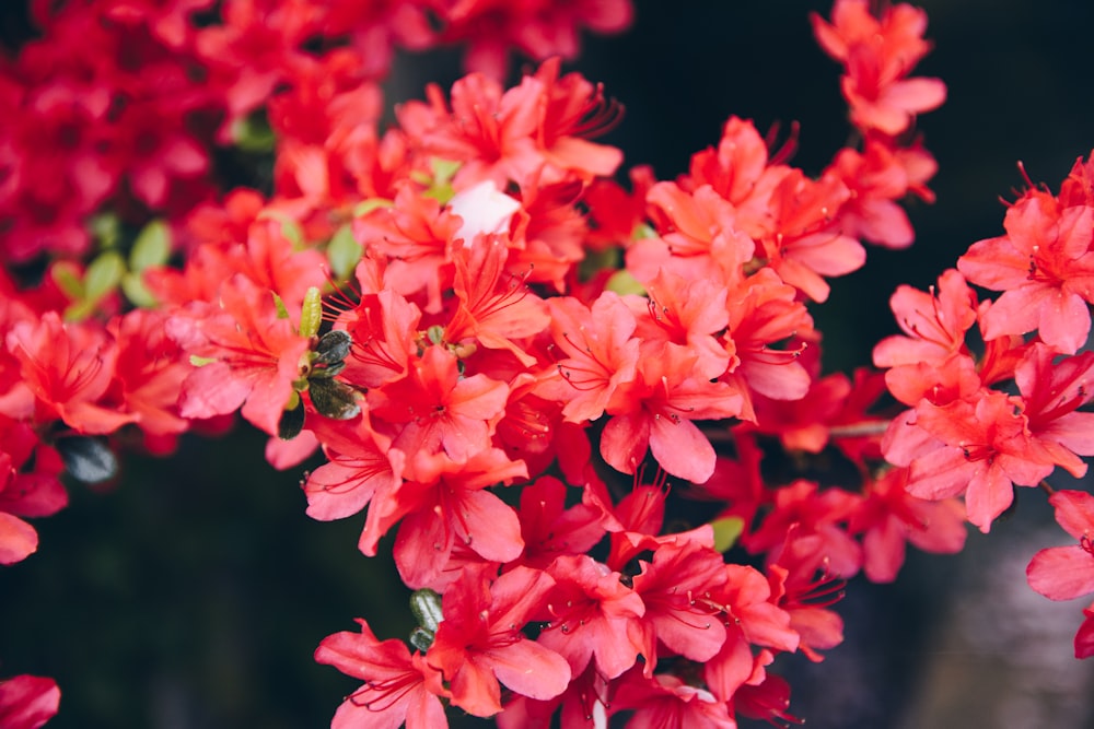 fleurs à pétales rouges