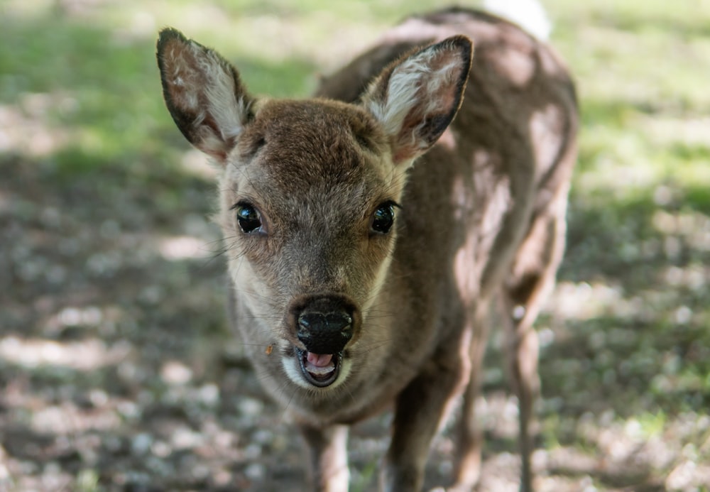 selective focus photography of brown deer