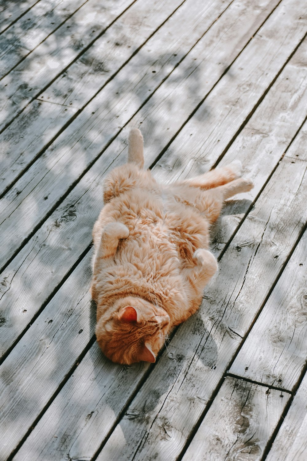 orange cat lying on the parquet floor