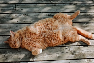 long-haired orange cat