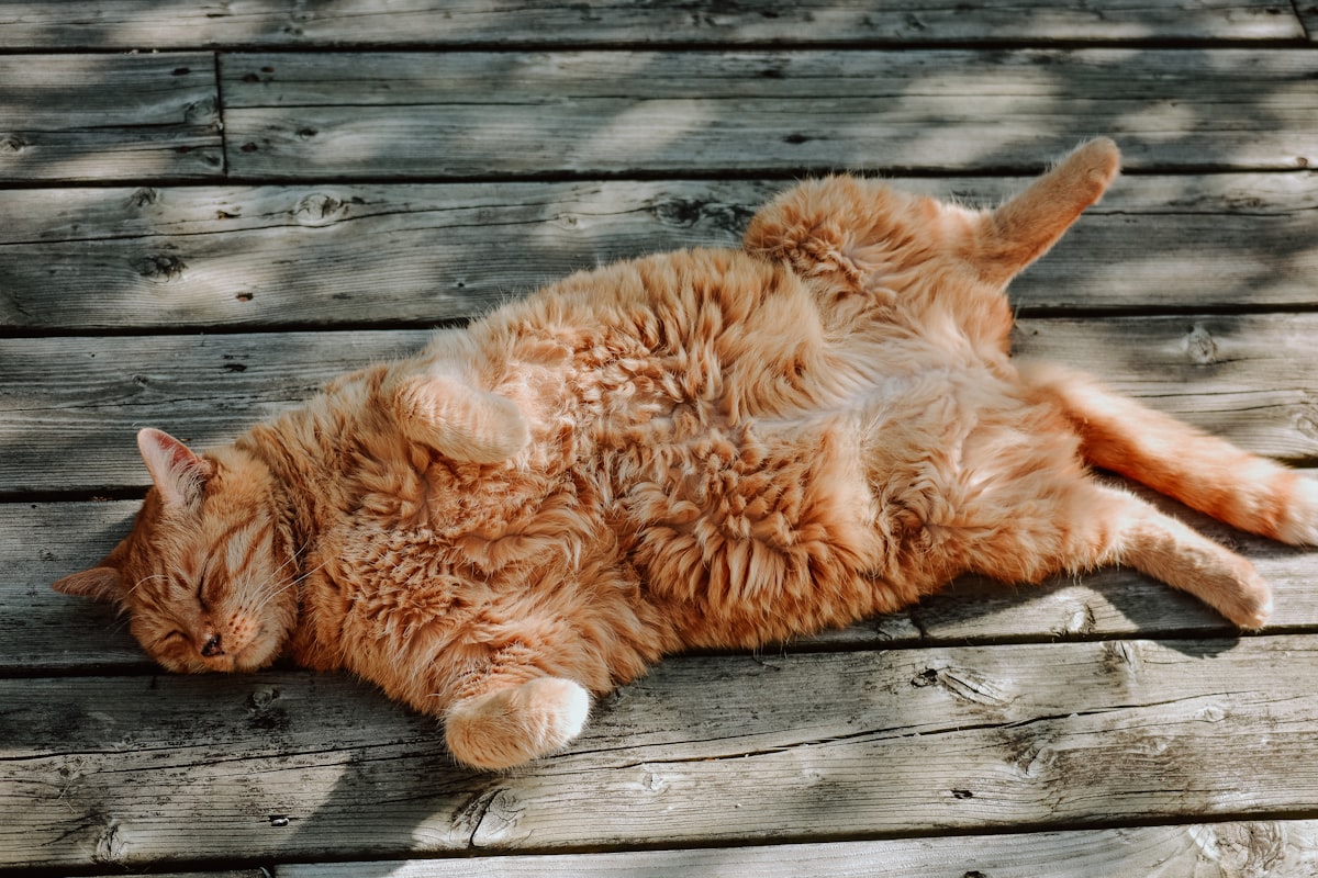 A long-haired orange cat lying in warm sunlight, illustrating heat exposure for fluffy breeds