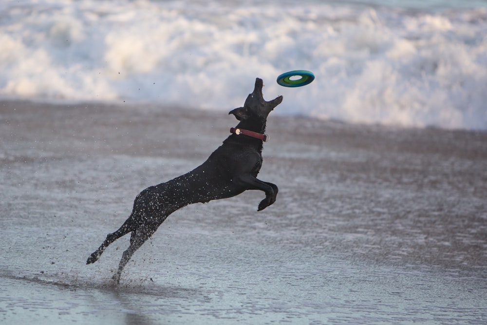 black dog catching frisbee