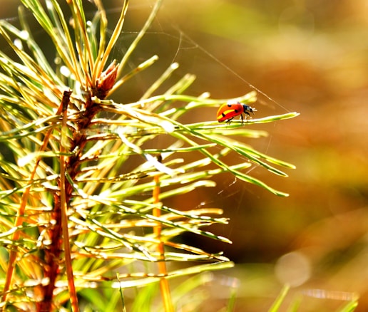 A vibrant red ladybug is perched on a slender green pine needle amidst a tangle of other needles. The background consists of warm, blurred tones, suggesting sunlight filtering through foliage. Delicate strands of a spider web are visible, showcasing the intricate details of nature.