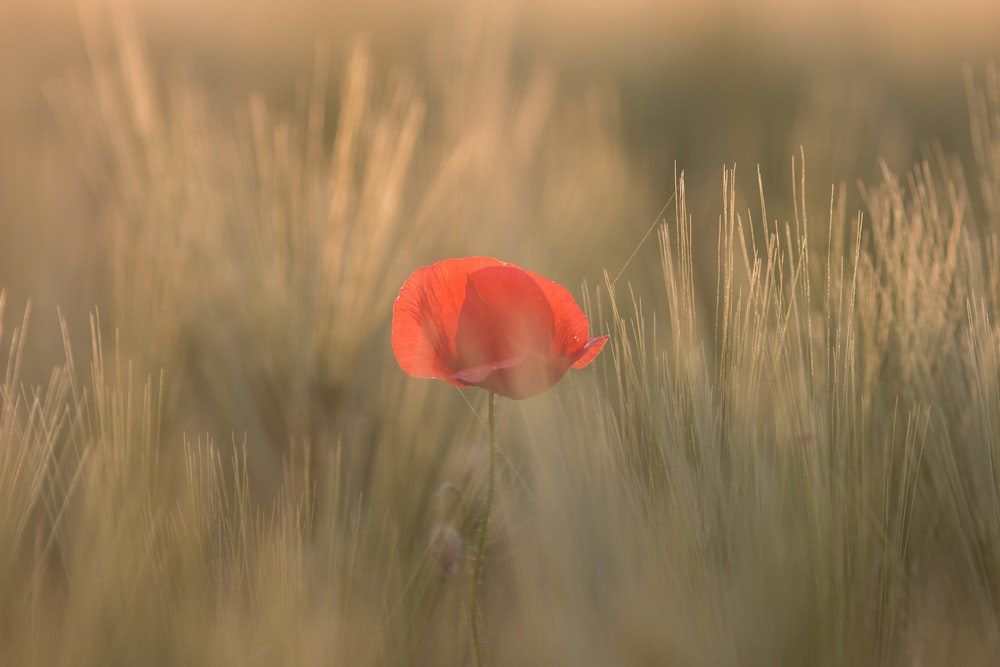 red petaled flower between grass