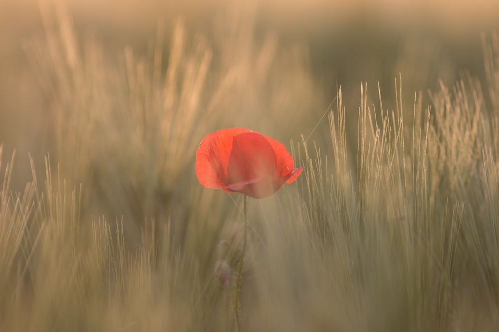flor de pétala vermelha entre a grama