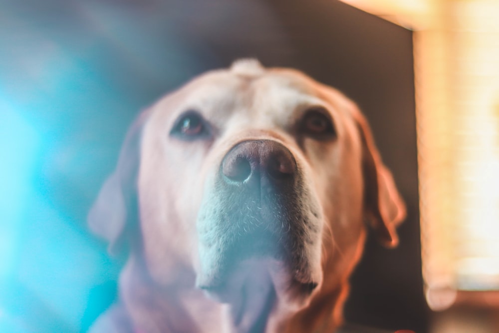 yellow Labrador retriever