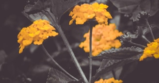 Bright yellow flowers stand out against a monochrome background. The flowers appear to be lantanas, with multiple small blooms clustered together on each stalk. The leaves surrounding the flowers are a deep, desaturated green, providing contrast to the vivid blossoms.