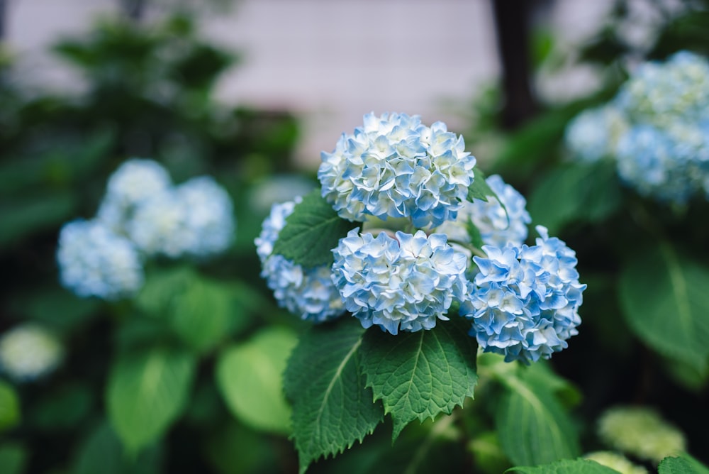 blue flowers in plants
