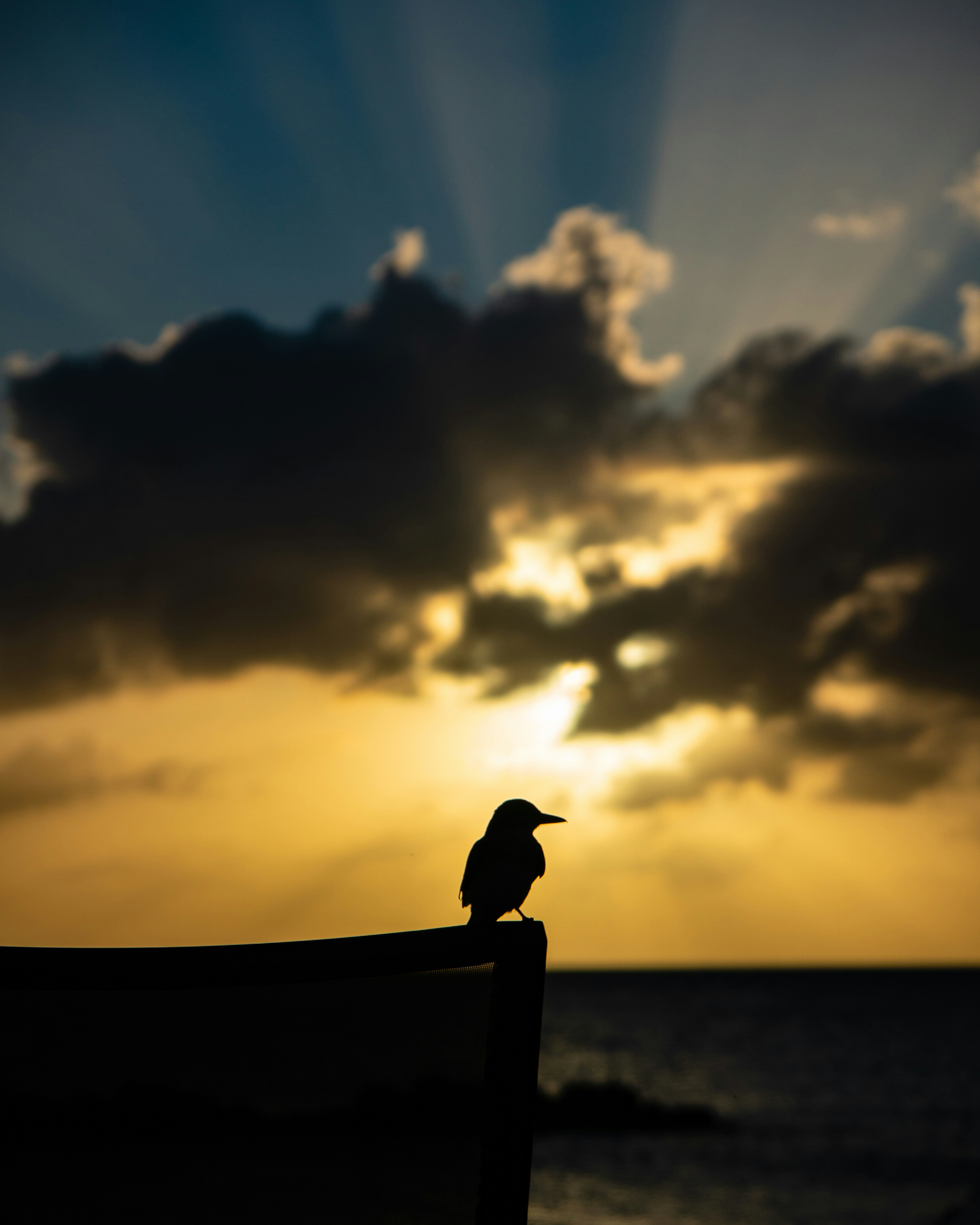 While on a work retreat on the island of Nevis, I caught this bird perched on a chair hanging out. It was the perfect setting to catch the silhouette of this island bird.