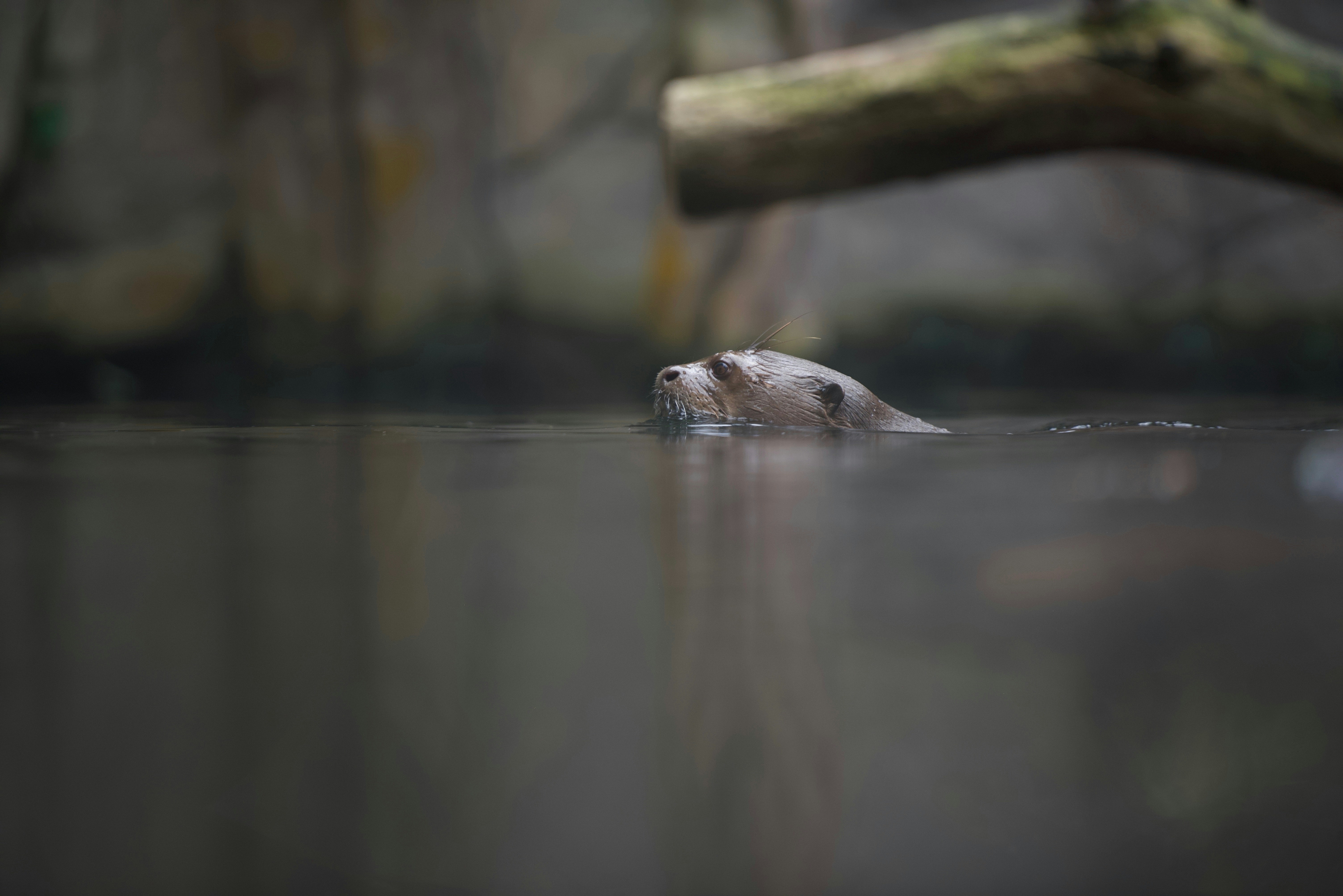 Giant Otter
