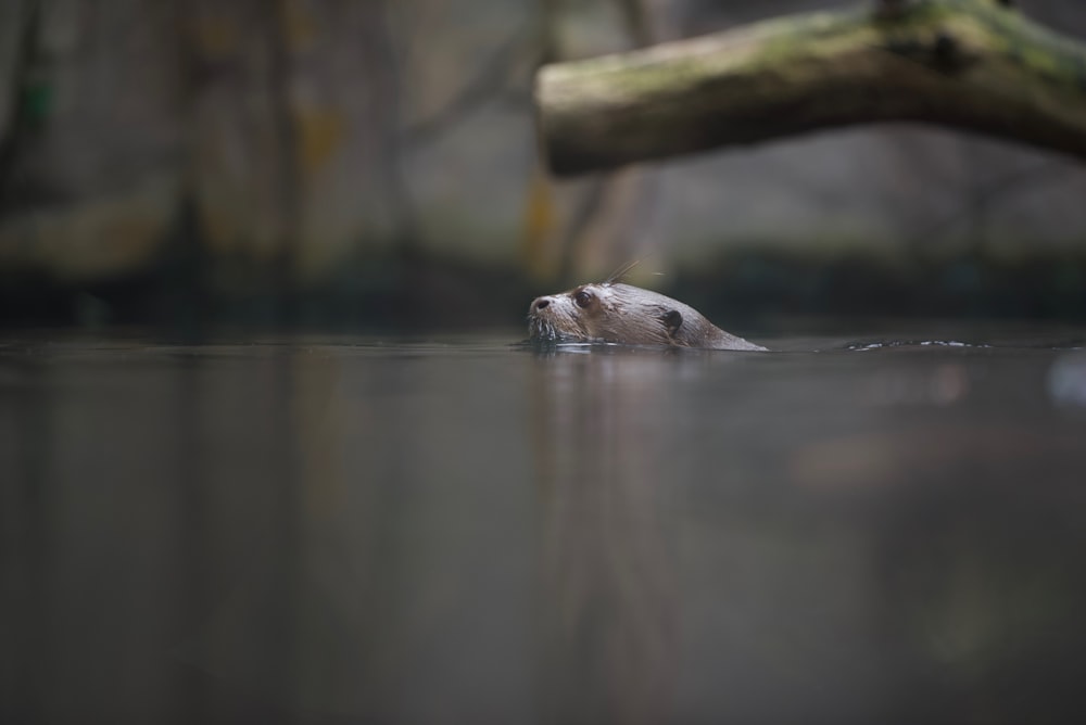 Selektiv fokussiertes Foto eines Tieres auf dem Wasser