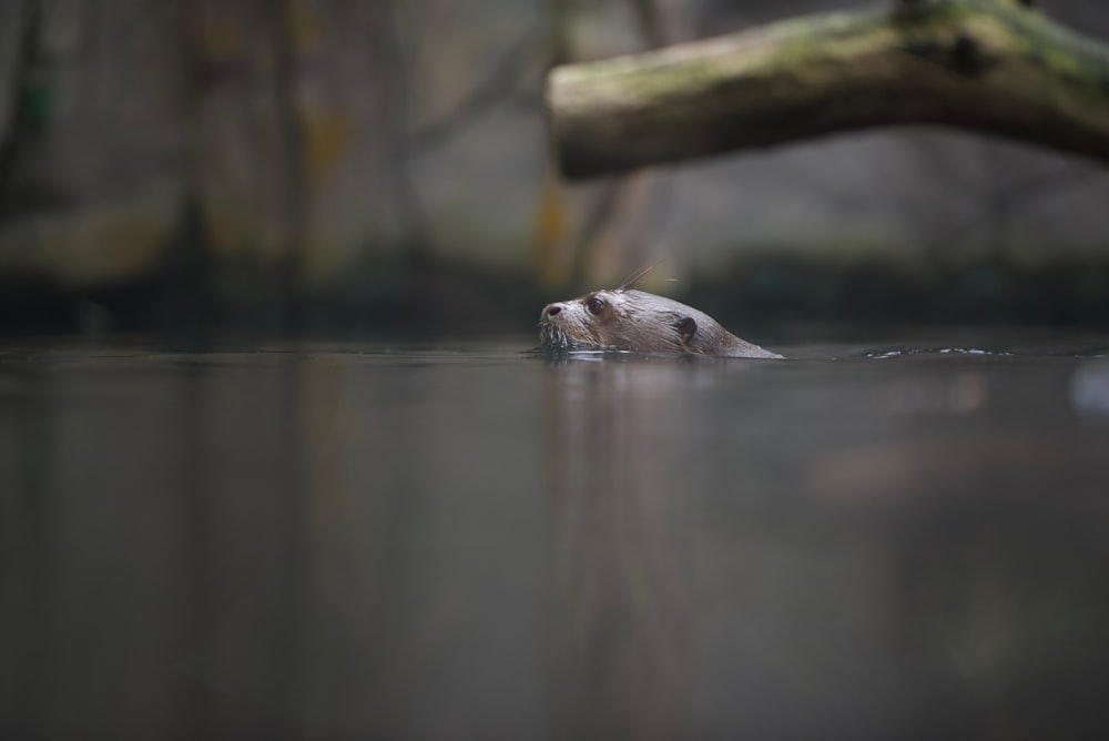 selective focused photo of a animal on the water