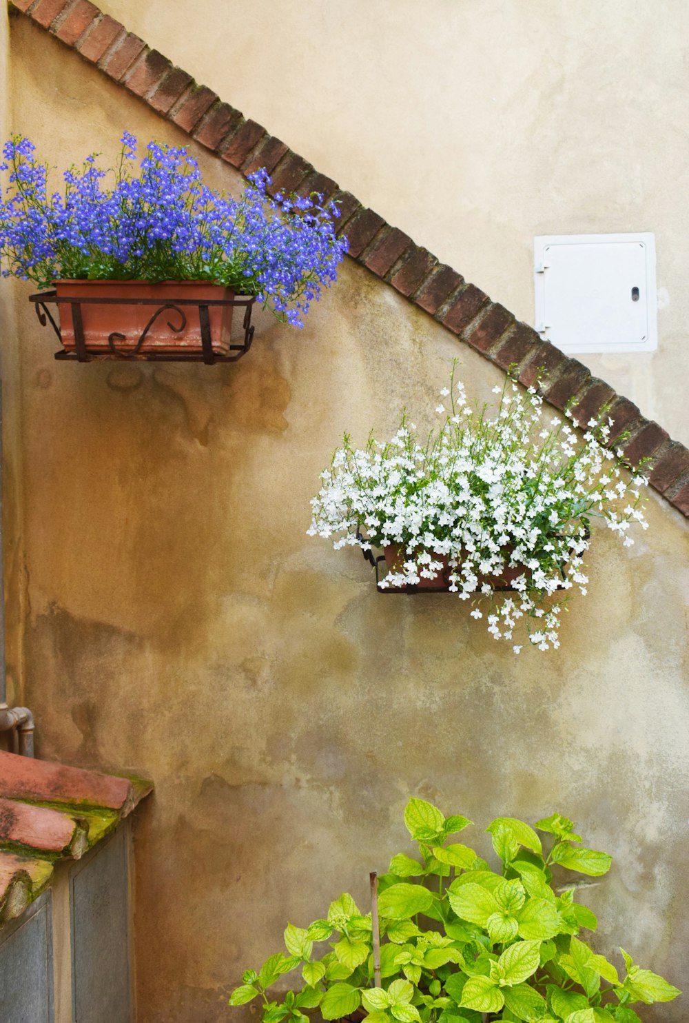 Dos flores de pétalos azules y blancos colgadas en la pared