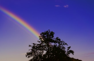 black tree under rainbow and blue sky