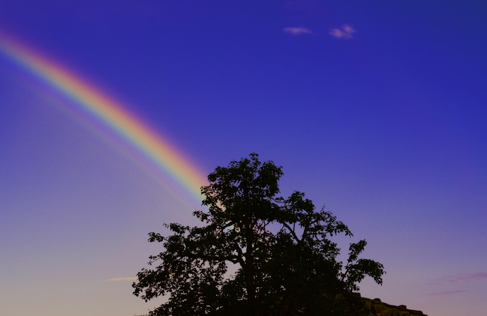 black tree under rainbow and blue sky