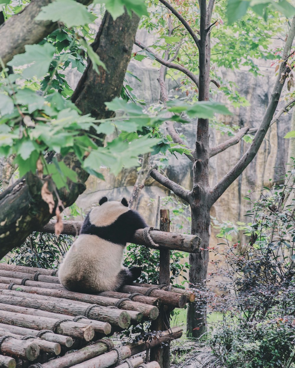 panda sitting on trunk forest