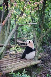 Panda bear sitting on bamboo sticks surrounded with trees