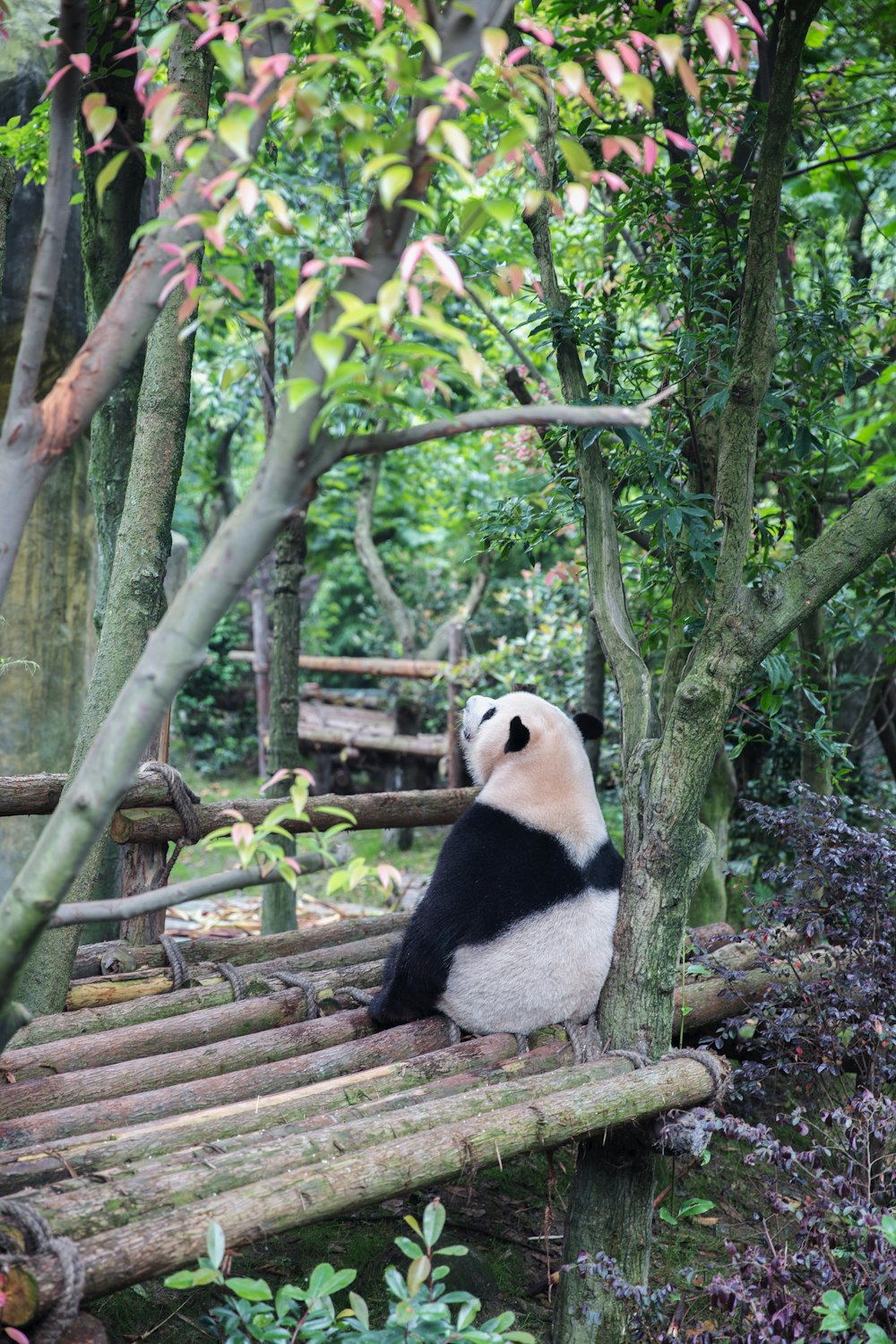 나무로 둘러싸인 대나무 막대기에 앉아있는 팬더 곰