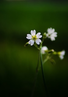 A close-up of a delicate flower, symbolizing purity and nature.